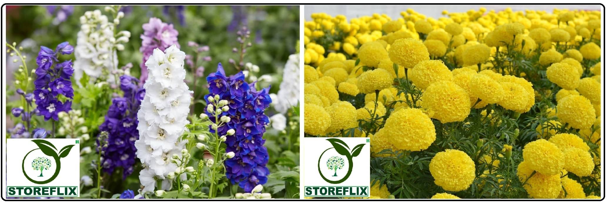 larkspur rocket flower 30 seeds and yellow marigold flower 50 seeds pack with free cocopeat and user manual larkspur rocket flower 30 seeds and yellow marigold flower 50 seeds pack with free cocopeat and user manual