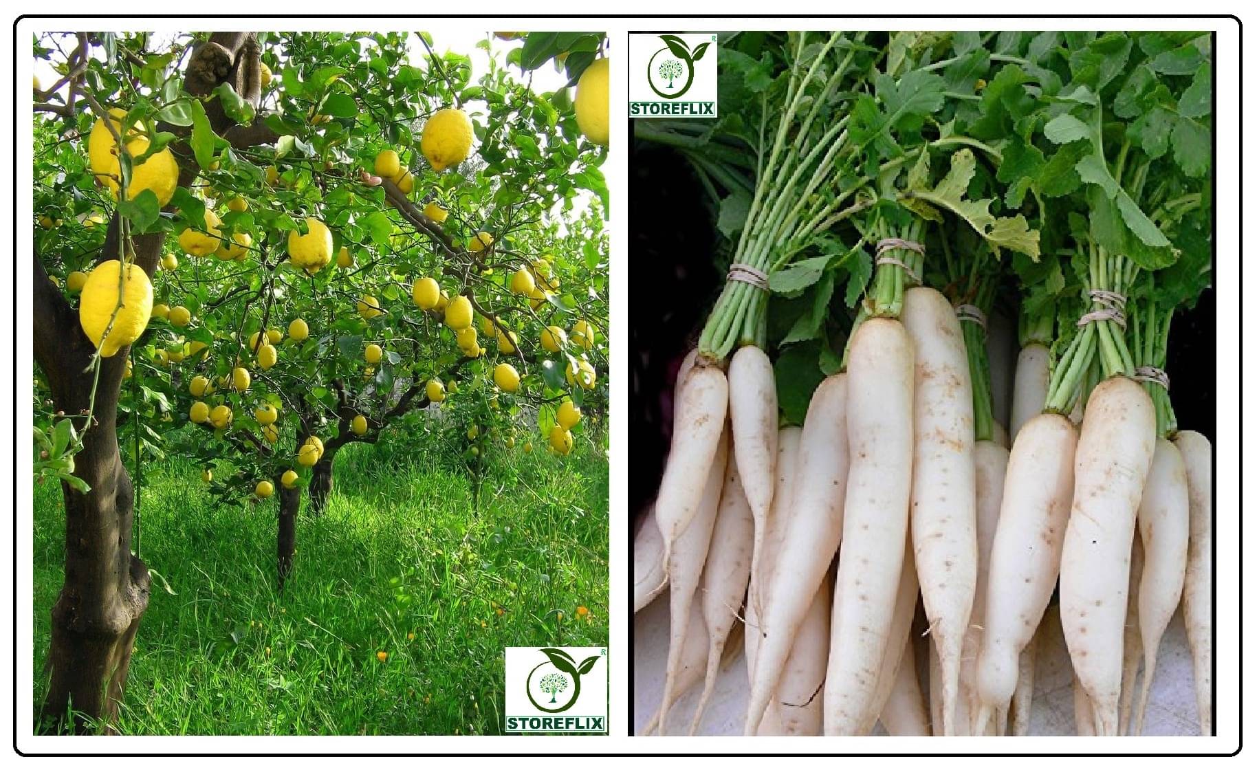 lemon 20 seeds and white radish (muli) 50 seeds pack with user manual for home kitchen gradening use lemon 20 seeds and white radish (muli) 50 seeds pack with user manual for home kitchen gradening use