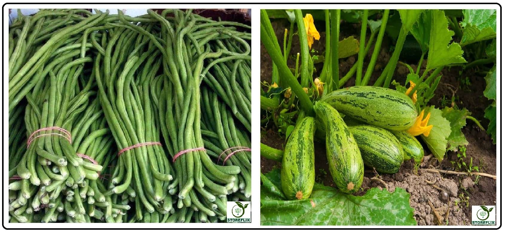     			lobiya 20 seeds and squash 10 seeds pack with user manual for home kitchen gradening use