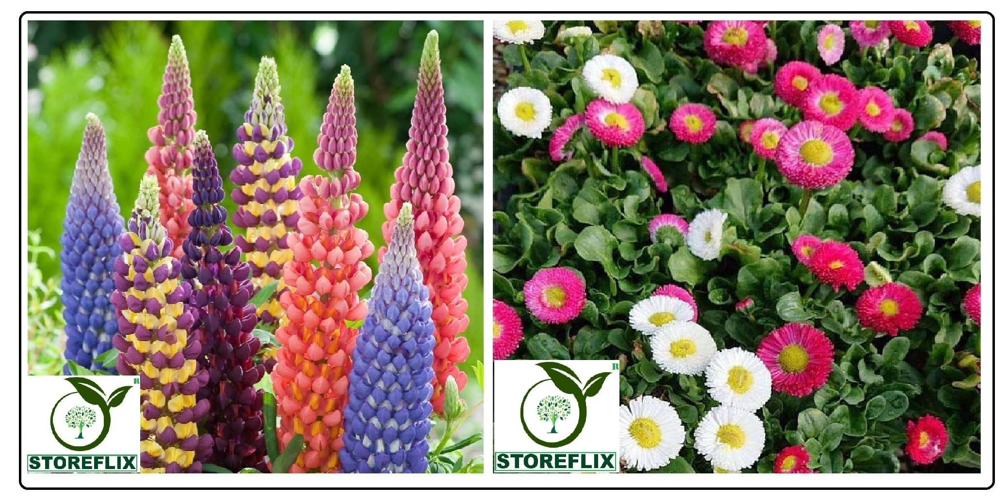     			lupin flower 20 seeds and daisy flower 30 seeds pack with free cocopeat and user manual