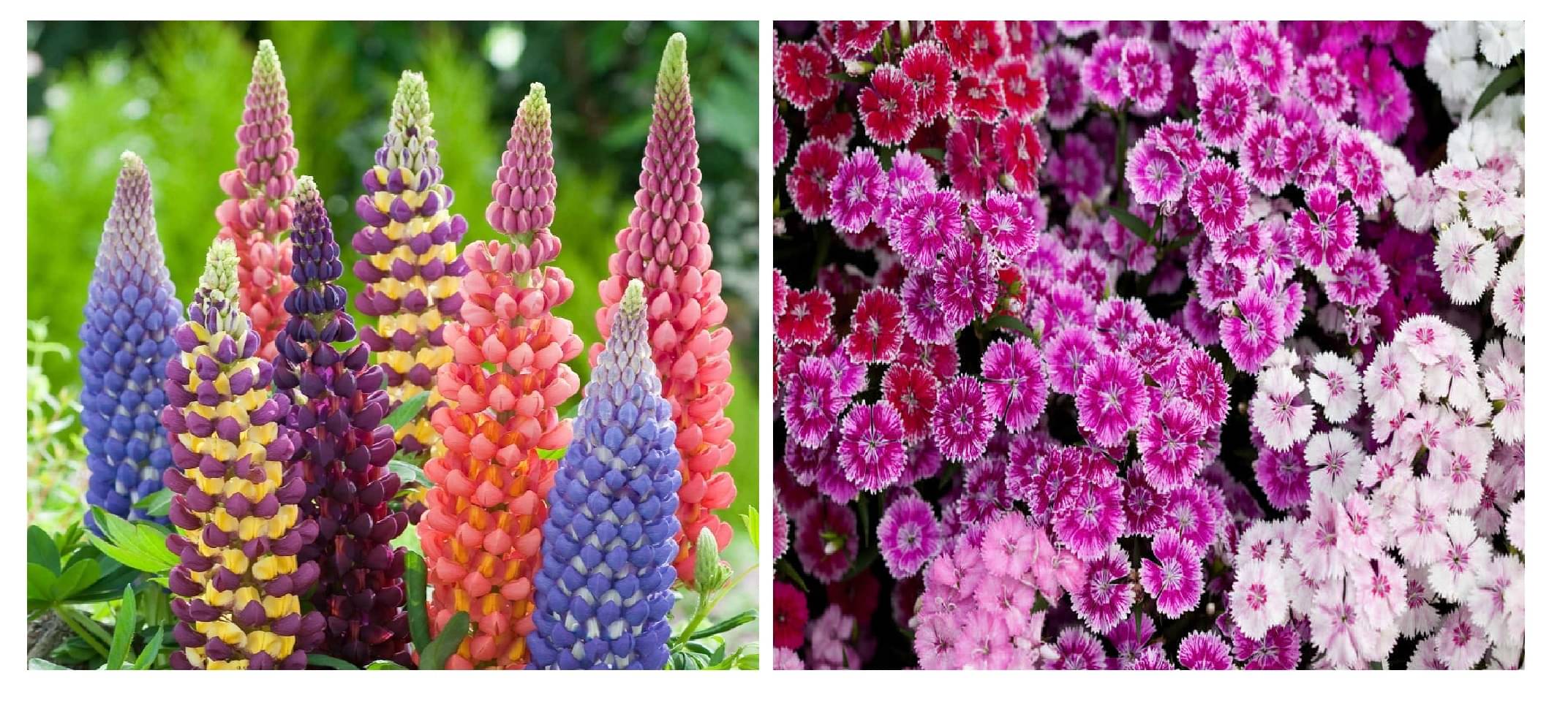 lupin flower 20 seeds and sweet william flower 50 seeds pack with free cocopeat and user manual lupin flower 20 seeds and sweet william flower 50 seeds pack with free cocopeat and user manual