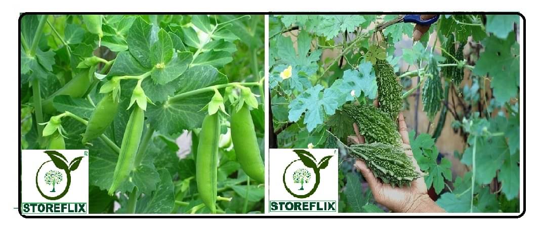 mater 25 seeds and bitter gourd 25 seeds pack with user manual for home kitchen gradening use mater 25 seeds and bitter gourd 25 seeds pack with user manual for home kitchen gradening use