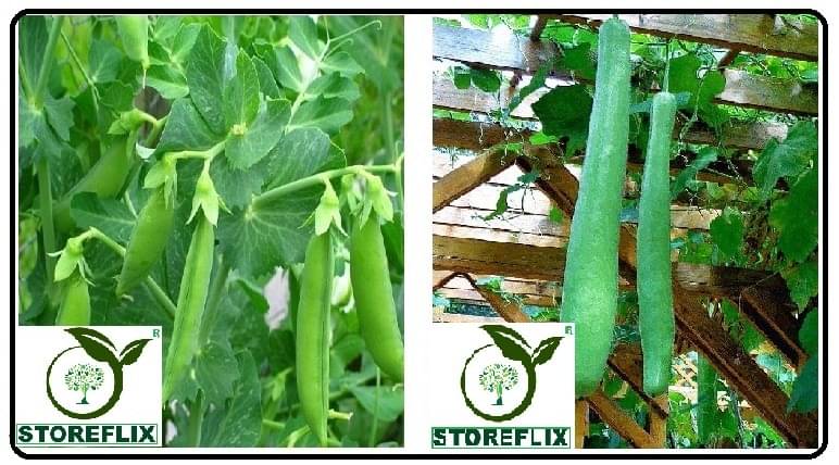 mater 25 seeds and bottle gourd long 25 seeds pack with user manual for home kitchen gradening use mater 25 seeds and bottle gourd long 25 seeds pack with user manual for home kitchen gradening use