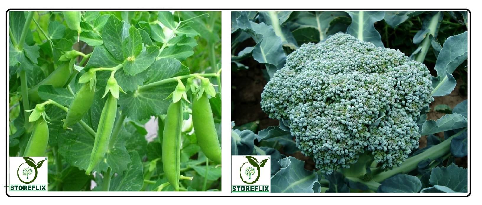 mater 25 seeds and broccoli 50 seeds pack with user manual for home kitchen gradening use mater 25 seeds and broccoli 50 seeds pack with user manual for home kitchen gradening use