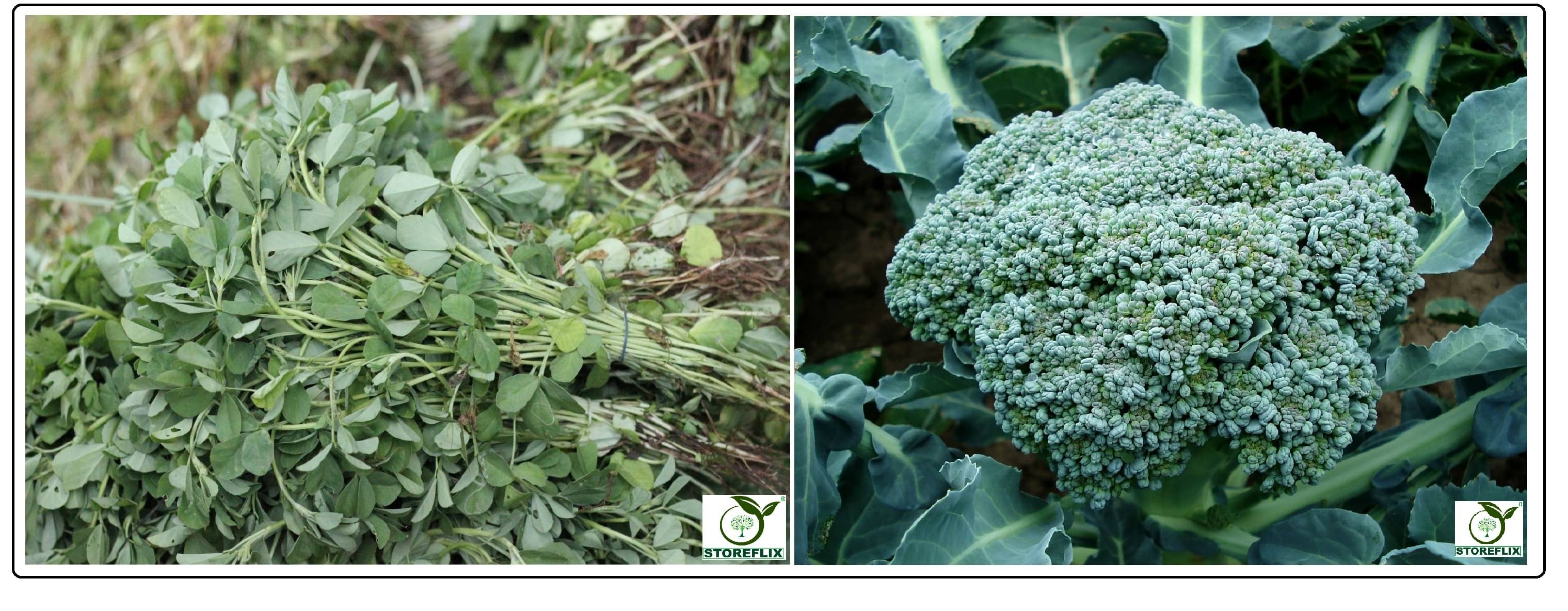 methi 150 seeds and broccoli 50 seeds pack with user manual for home kitchen gradening use methi 150 seeds and broccoli 50 seeds pack with user manual for home kitchen gradening use