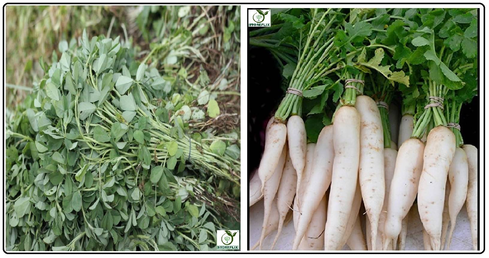 methi 150 seeds and white radish (muli) 50 seeds pack with user manual for home kitchen gradening use     			methi 150 seeds and white radish (muli) 50 seeds pack with user manual for home kitchen gradening use