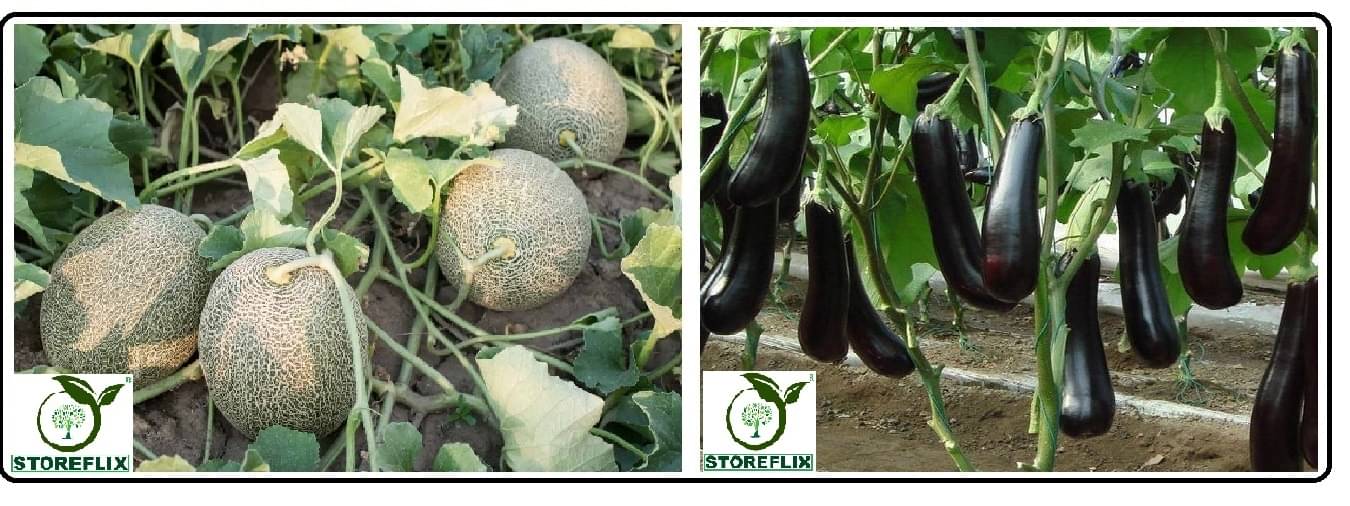     			musk melon 25 seeds and brinjal purple long 100 seeds pack with user manual for home kitchen gradening use