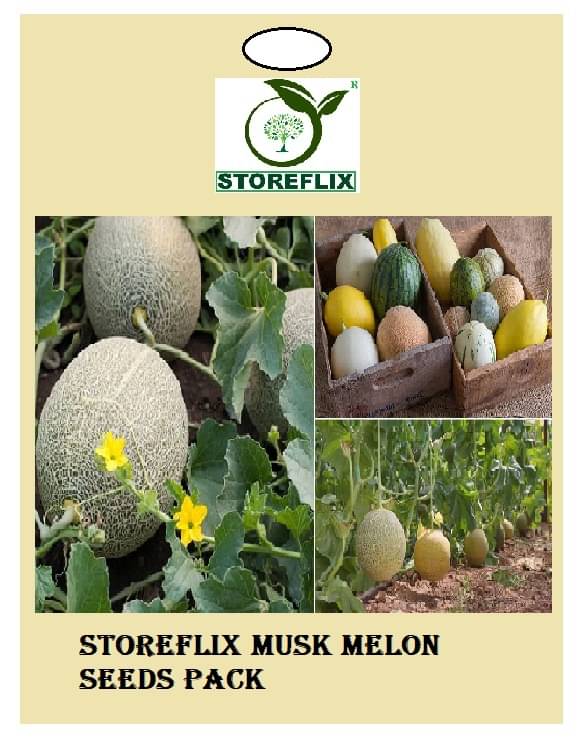 musk melon 25 seeds pack with user manual for home kitchen gradening use musk melon 25 seeds pack with user manual for home kitchen gradening use