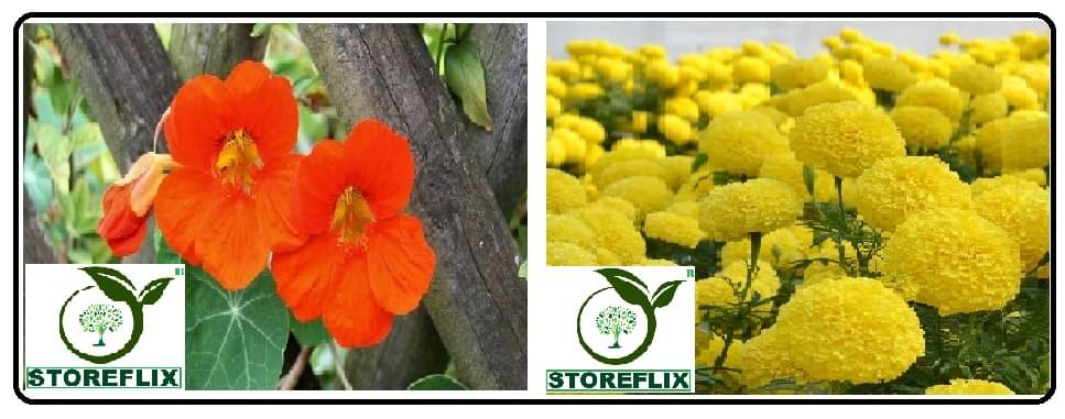     			nasturtium flower 10 seeds and yellow marigold flower 50 seeds pack with free cocopeat and user manual