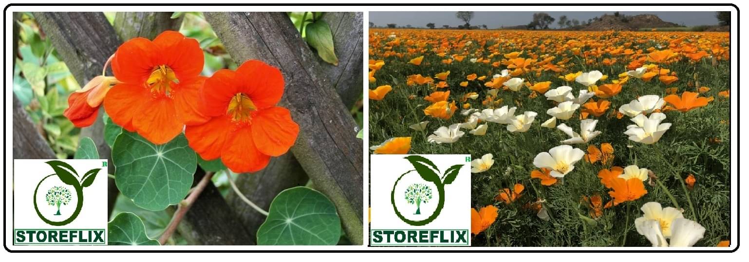 nasturtium flower 10 seeds and poppy mix flower 50 seeds pack with free cocopeat and user manual nasturtium flower 10 seeds and poppy mix flower 50 seeds pack with free cocopeat and user manual