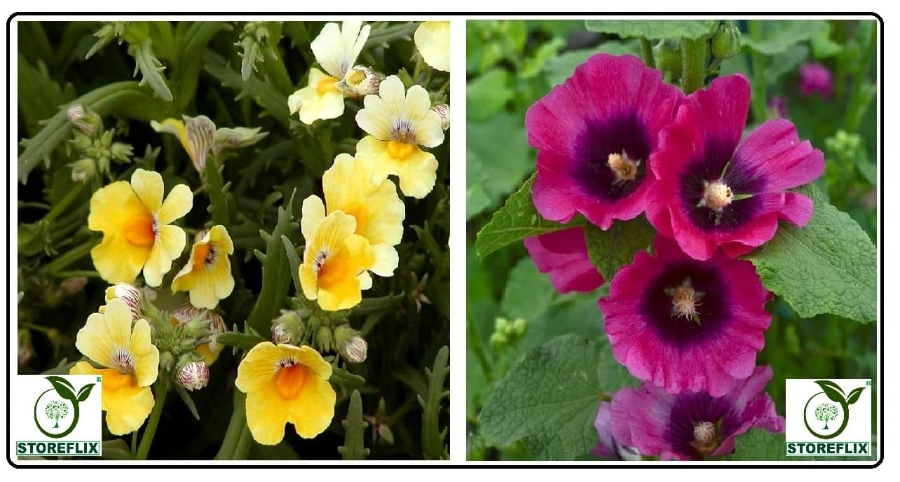     			nemesia flower 50 seeds and holly hock flower 30 seeds pack with free cocopeat and user manual