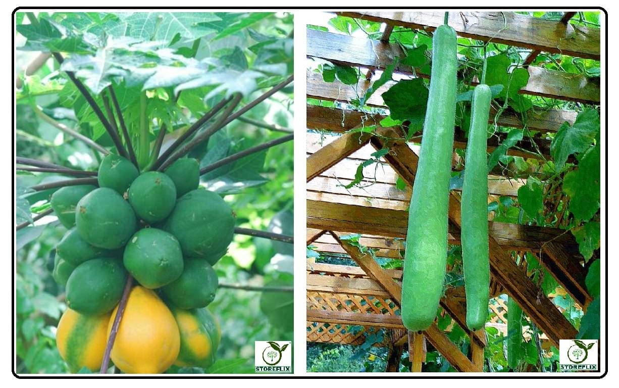 papaya 50 seeds and bottle gourd long 25 seeds pack with user manual for home kitchen gradening use papaya 50 seeds and bottle gourd long 25 seeds pack with user manual for home kitchen gradening use