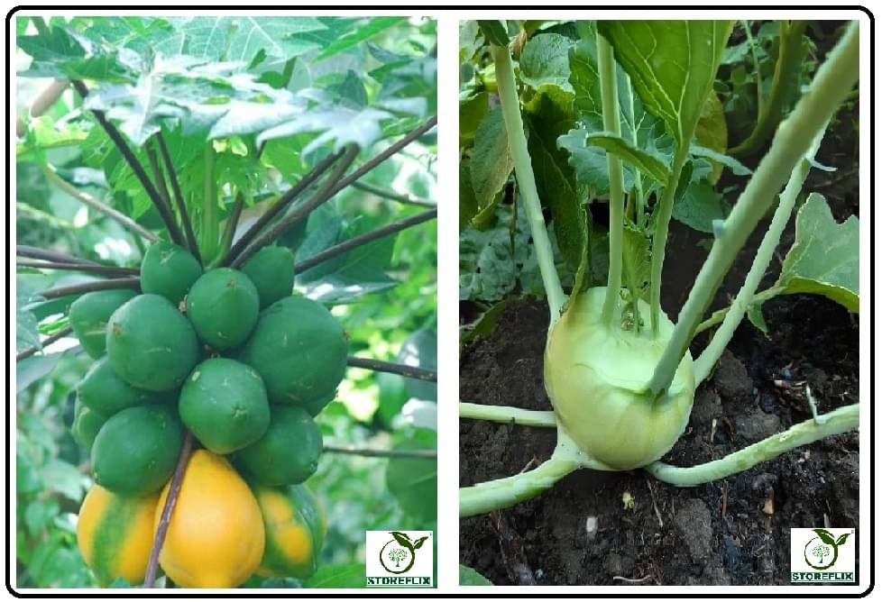papaya 50 seeds and knol khol 50 seeds pack with user manual for home kitchen gradening use papaya 50 seeds and knol khol 50 seeds pack with user manual for home kitchen gradening use
