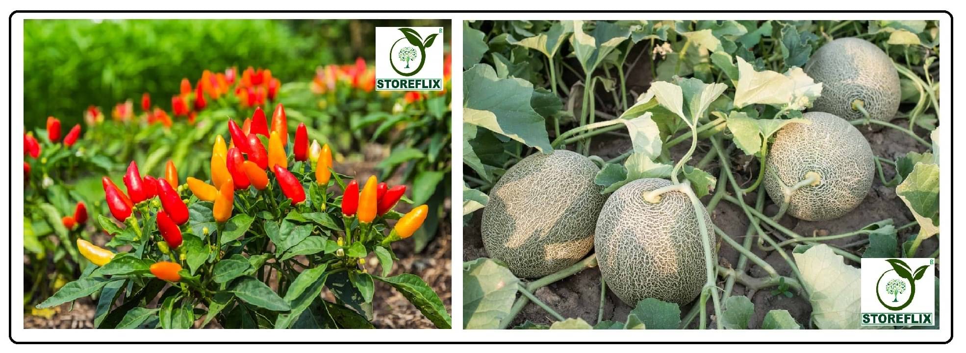 pepper chilli 50 seeds and musk melon 25 seeds pack with user manual for home kitchen gradening use pepper chilli 50 seeds and musk melon 25 seeds pack with user manual for home kitchen gradening use