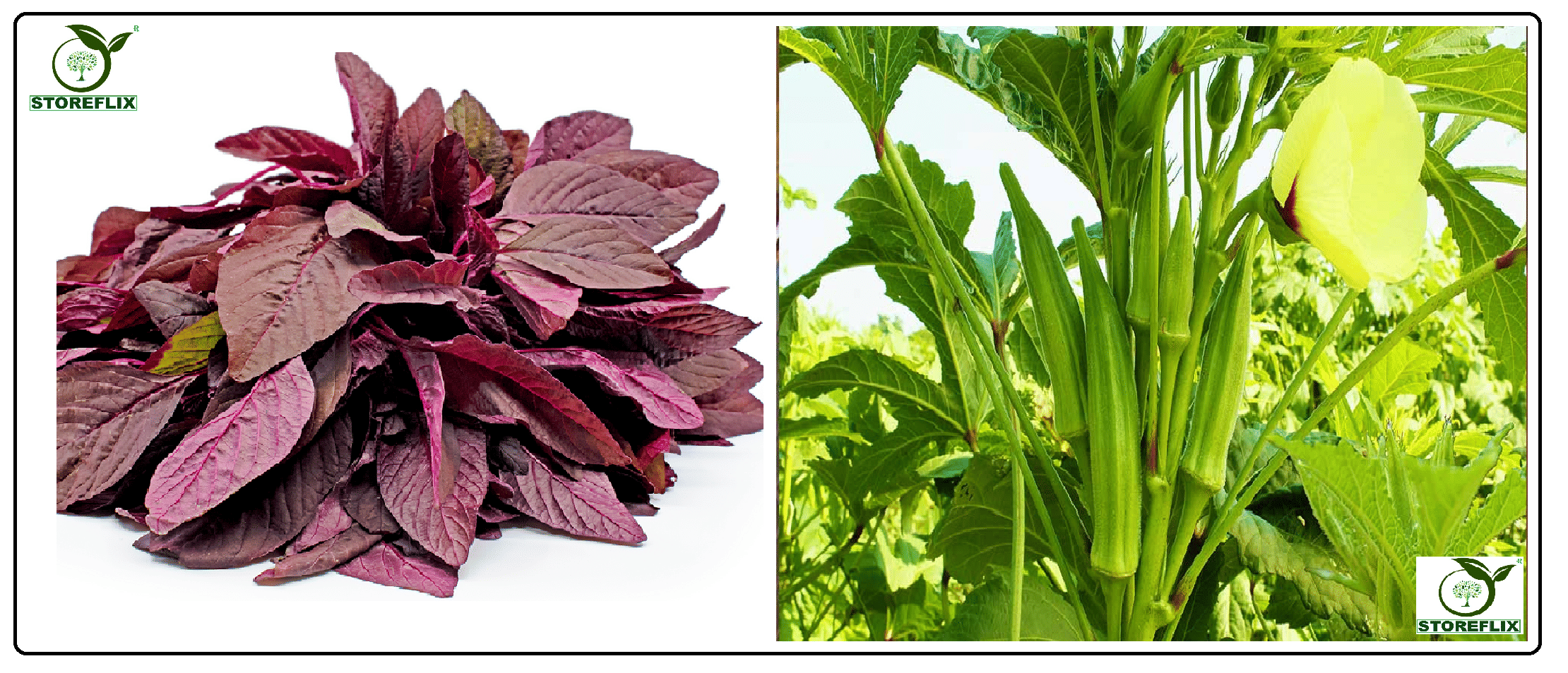 red amaranthus (laal chaulai) 200 seeds and lady finger (bhindi) 40 seeds pack with user manual for home kitchen gradening use red amaranthus (laal chaulai) 200 seeds and lady finger (bhindi) 40 seeds pack with user manual for home kitchen gradening use