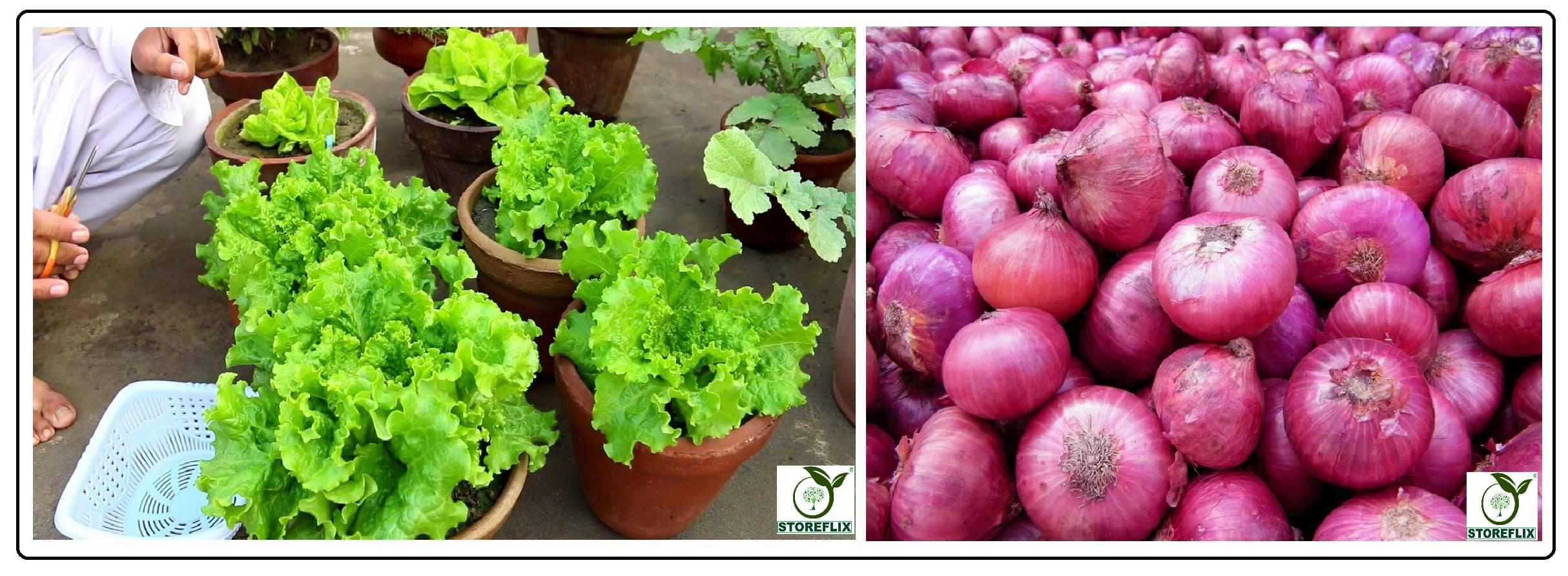 red lettuce 100 seeds and onnion red 200 seeds pack with user manual for home kitchen gradening use red lettuce 100 seeds and onnion red 200 seeds pack with user manual for home kitchen gradening use