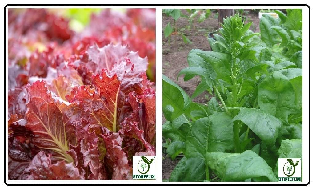 red lettuce 100 seeds and katili palak 100 seeds pack with user manual for home kitchen gradening use red lettuce 100 seeds and katili palak 100 seeds pack with user manual for home kitchen gradening use