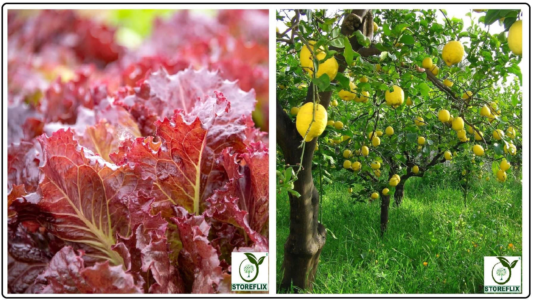     			red lettuce 100 seeds and lemon 20 seeds pack with user manual for home kitchen gradening use