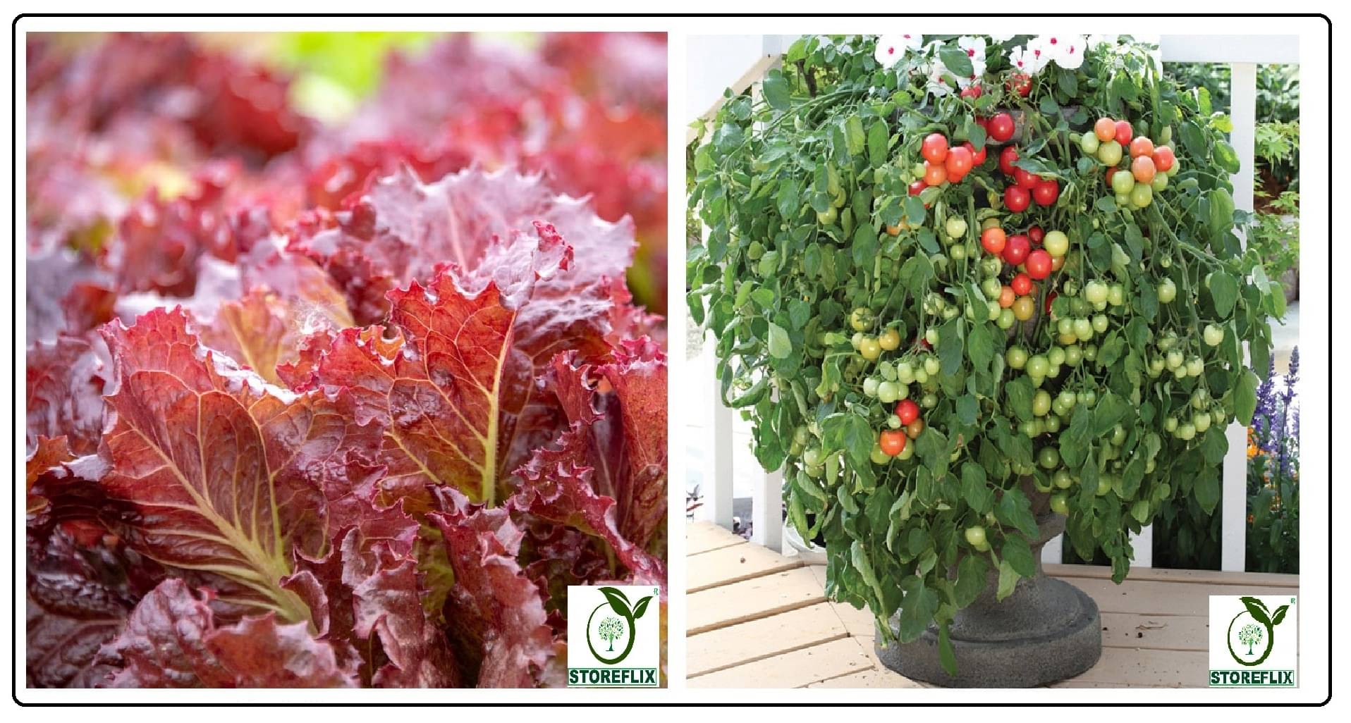     			red lettuce 100 seeds and cherry tomato 100 seeds pack with user manual for home kitchen gradening use