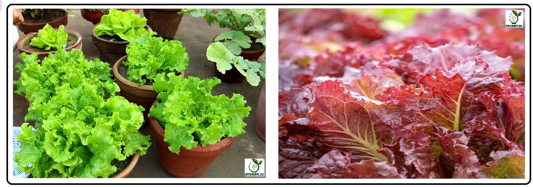 red lettuce 100 seeds and green lettuce 100 seeds pack with user manual for home kitchen gradening use red lettuce 100 seeds and green lettuce 100 seeds pack with user manual for home kitchen gradening use