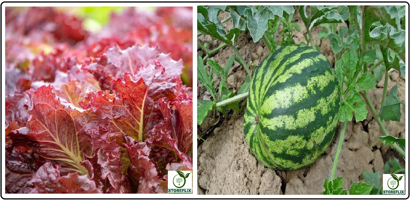     			red lettuce 100 seeds and water melon 25 seeds pack with user manual for home kitchen gradening use