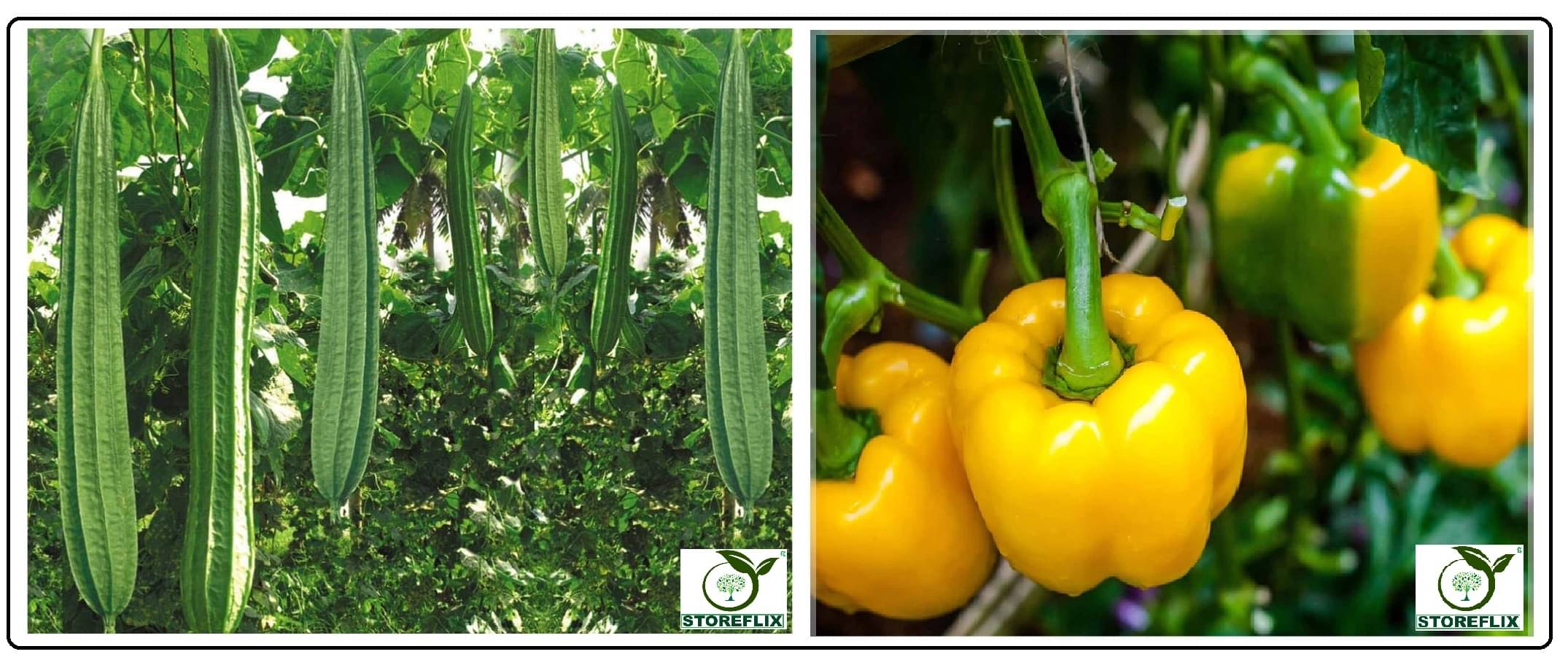ridge gourd torai 20 seeds and capsicum yellow 50 seeds pack with user manual for home kitchen gradening use ridge gourd torai 20 seeds and capsicum yellow 50 seeds pack with user manual for home kitchen gradening use