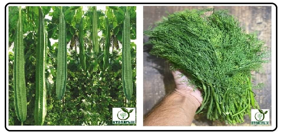     			ridge gourd torai 20 seeds and soya 100 seeds pack with user manual for home kitchen gradening use