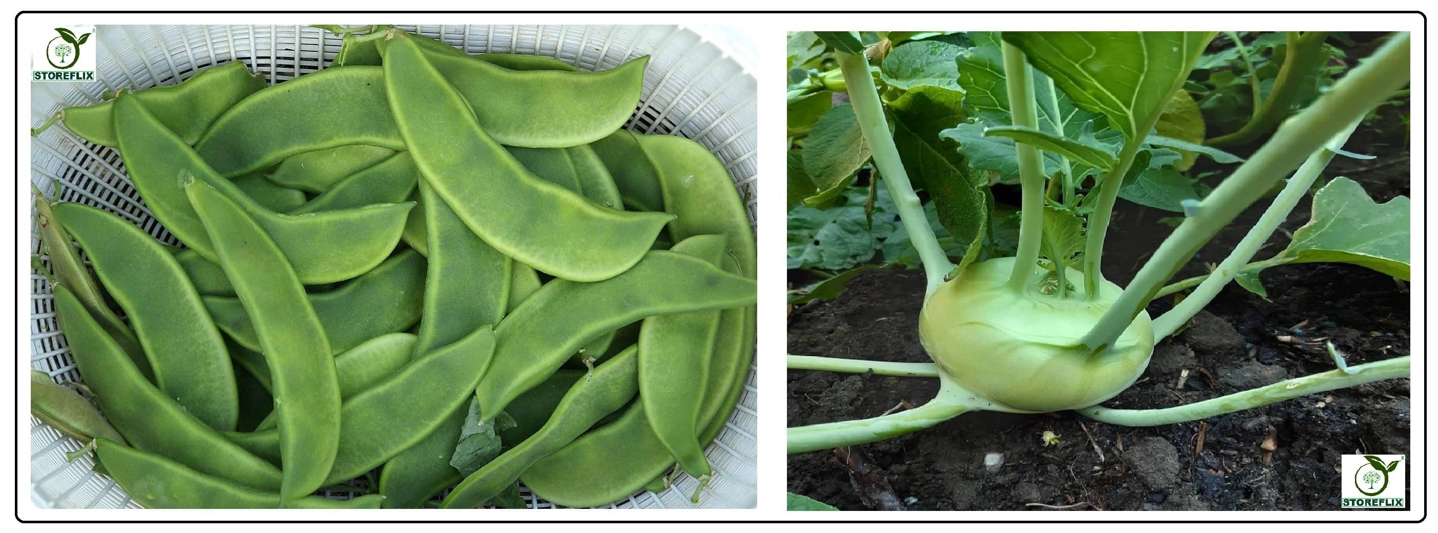 sem phali 20 seeds and knol khol 50 seeds pack with user manual for home kitchen gradening use sem phali 20 seeds and knol khol 50 seeds pack with user manual for home kitchen gradening use