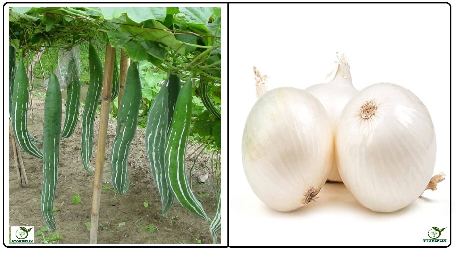 snake gourd 20 seeds and onnion white 200 seeds pack with user manual for home kitchen gradening use snake gourd 20 seeds and onnion white 200 seeds pack with user manual for home kitchen gradening use