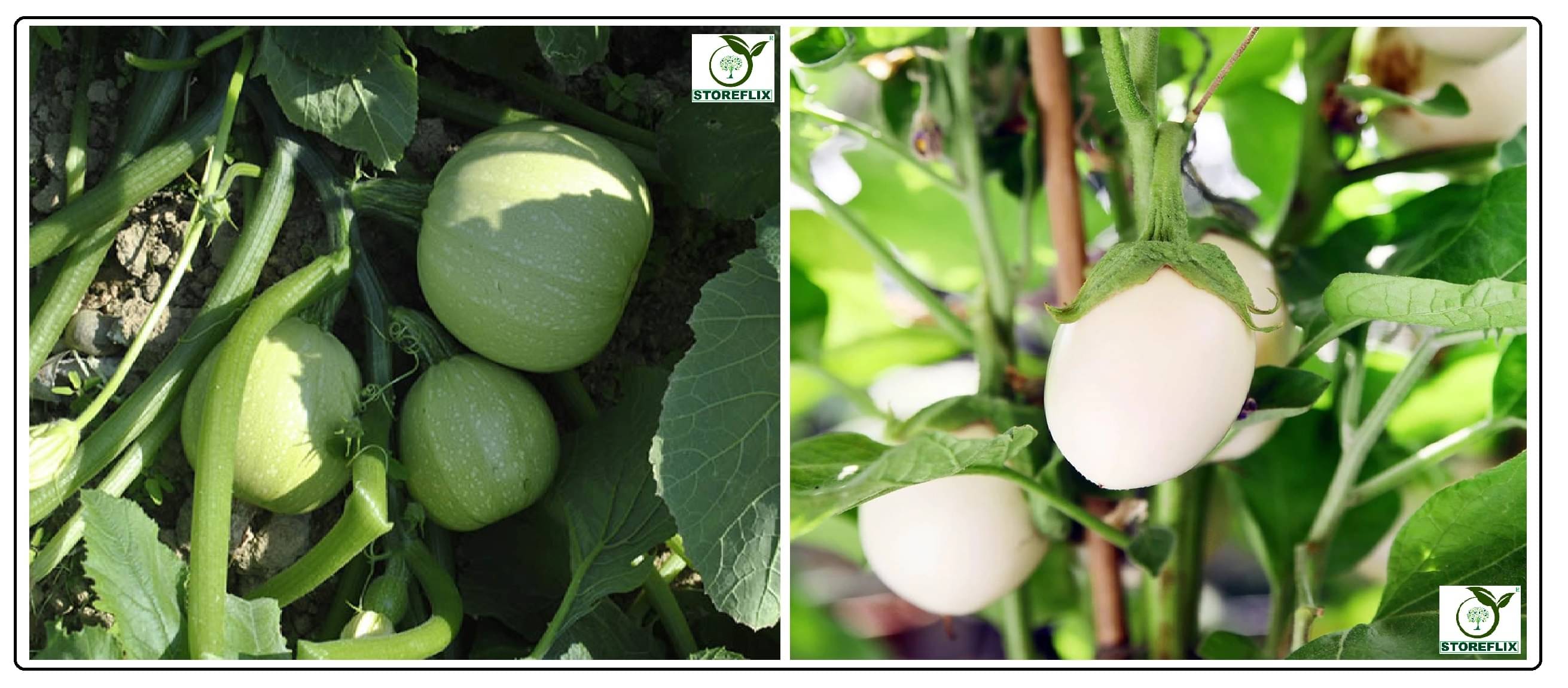 squash round 10 seeds and brinjal white round 100 seeds pack with user manual for home kitchen gradening use squash round 10 seeds and brinjal white round 100 seeds pack with user manual for home kitchen gradening use