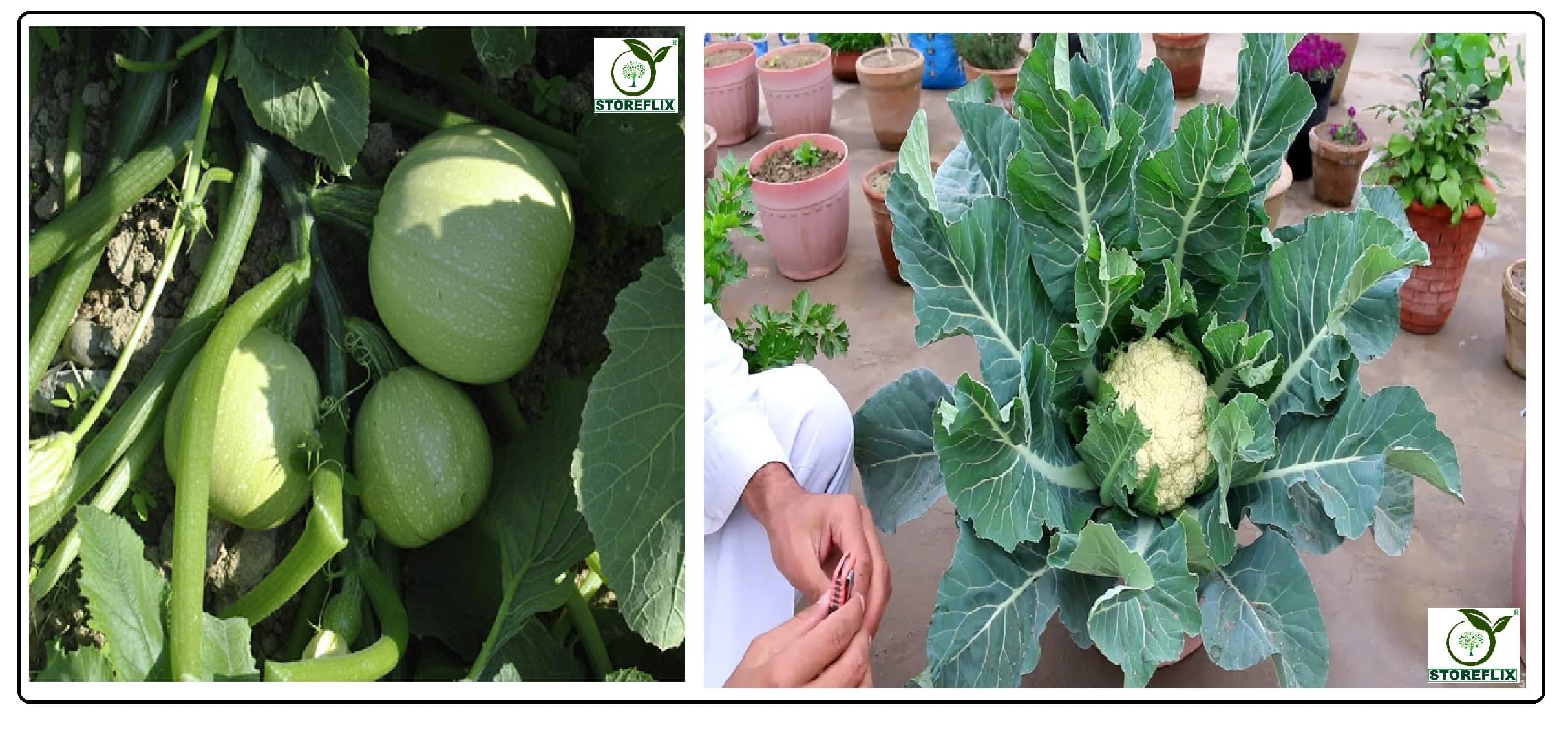     			squash round 10 seeds and cauliflower 100 seeds pack with user manual for home kitchen gradening use