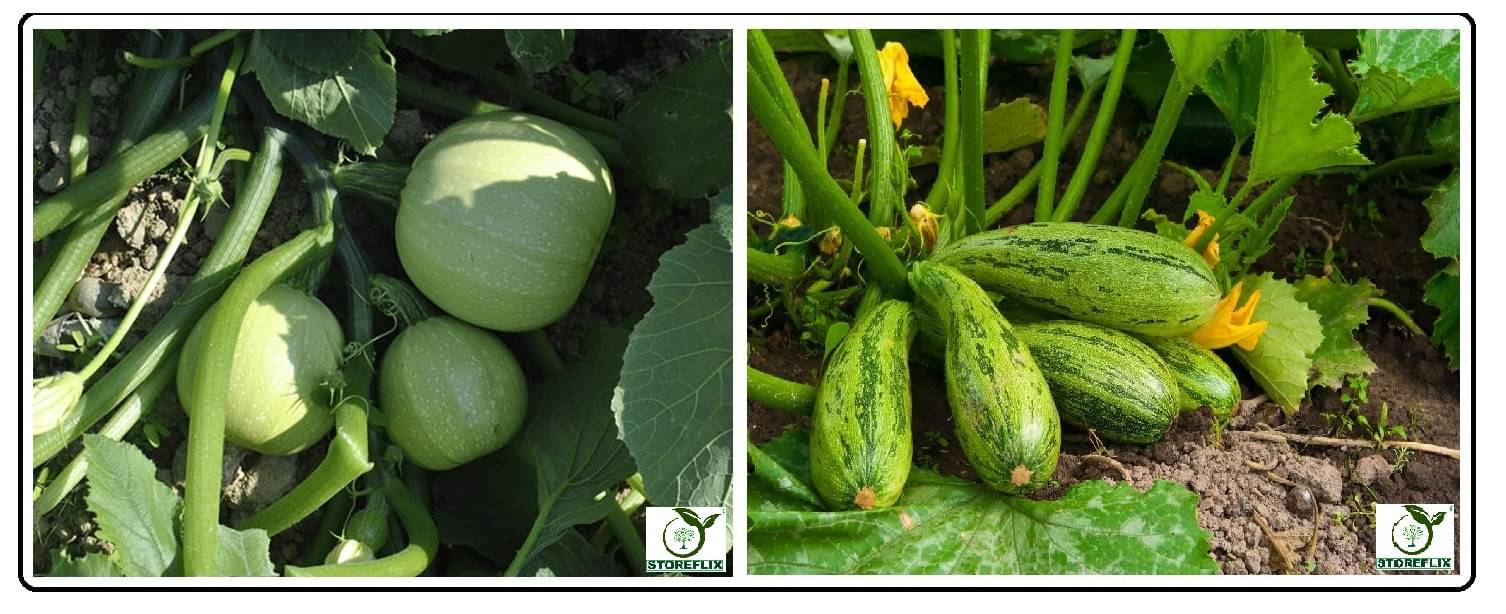 squash round 10 seeds and sqush long 10 seeds pack with user manual for home kitchen gradening use     			squash round 10 seeds and sqush long 10 seeds pack with user manual for home kitchen gradening use