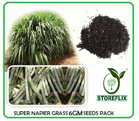     			super napier green elephant grass 6 gm seeds pack for outdoor farming use with instrucion manual