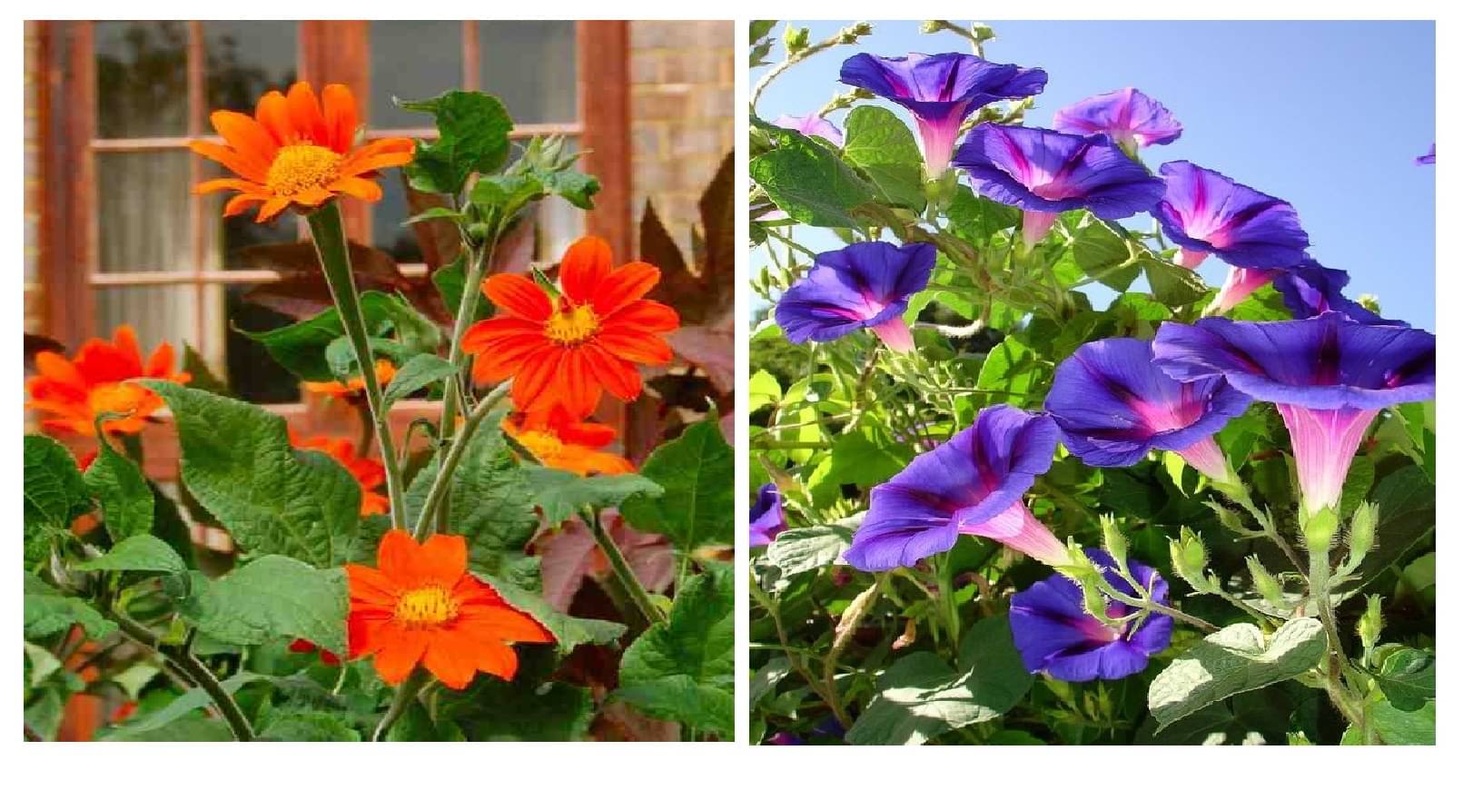     			tithonia flower 30 seeds and ipomoea flower 20 seeds pack with free cocopeat and user manual