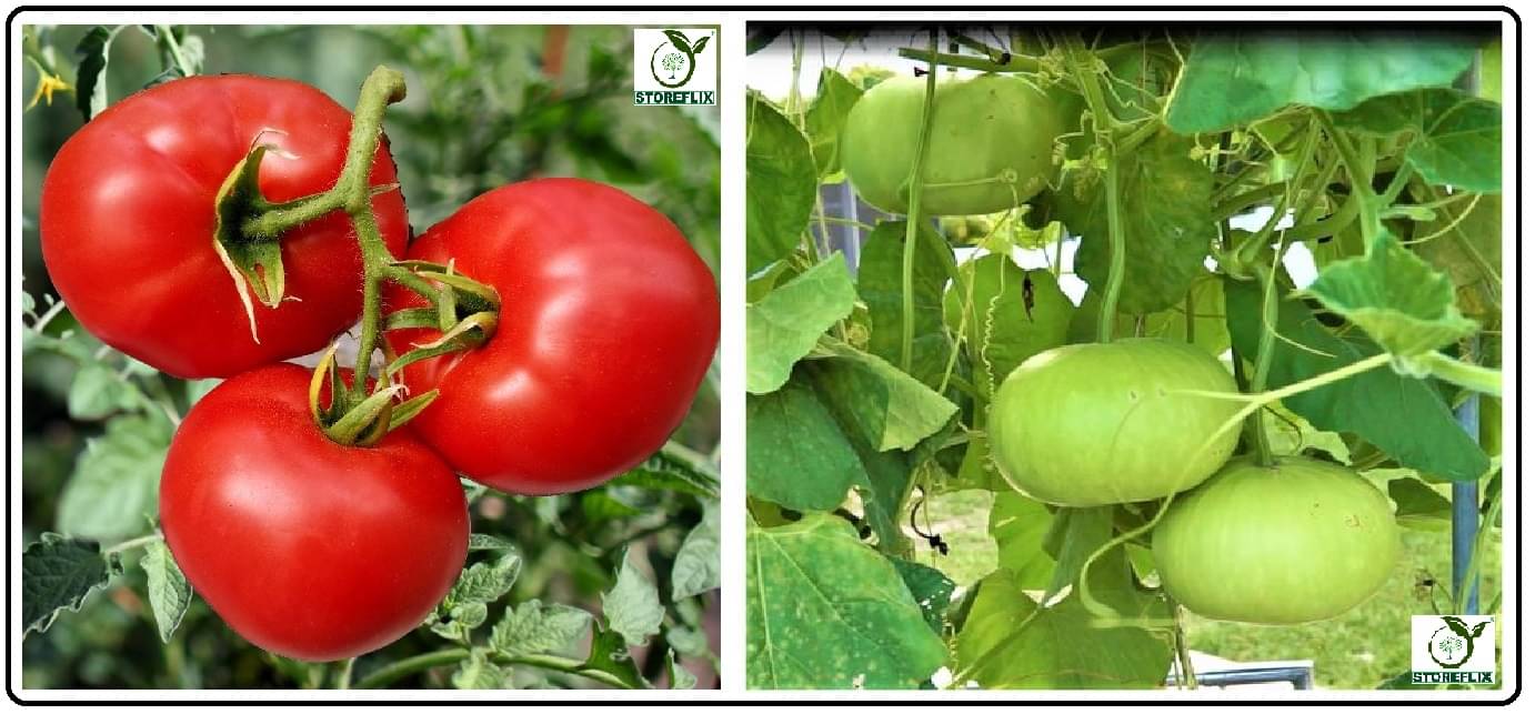 tomato 100 seeds and bottle gourd round 25 seeds pack with user manual for home kitchen gradening use tomato 100 seeds and bottle gourd round 25 seeds pack with user manual for home kitchen gradening use
