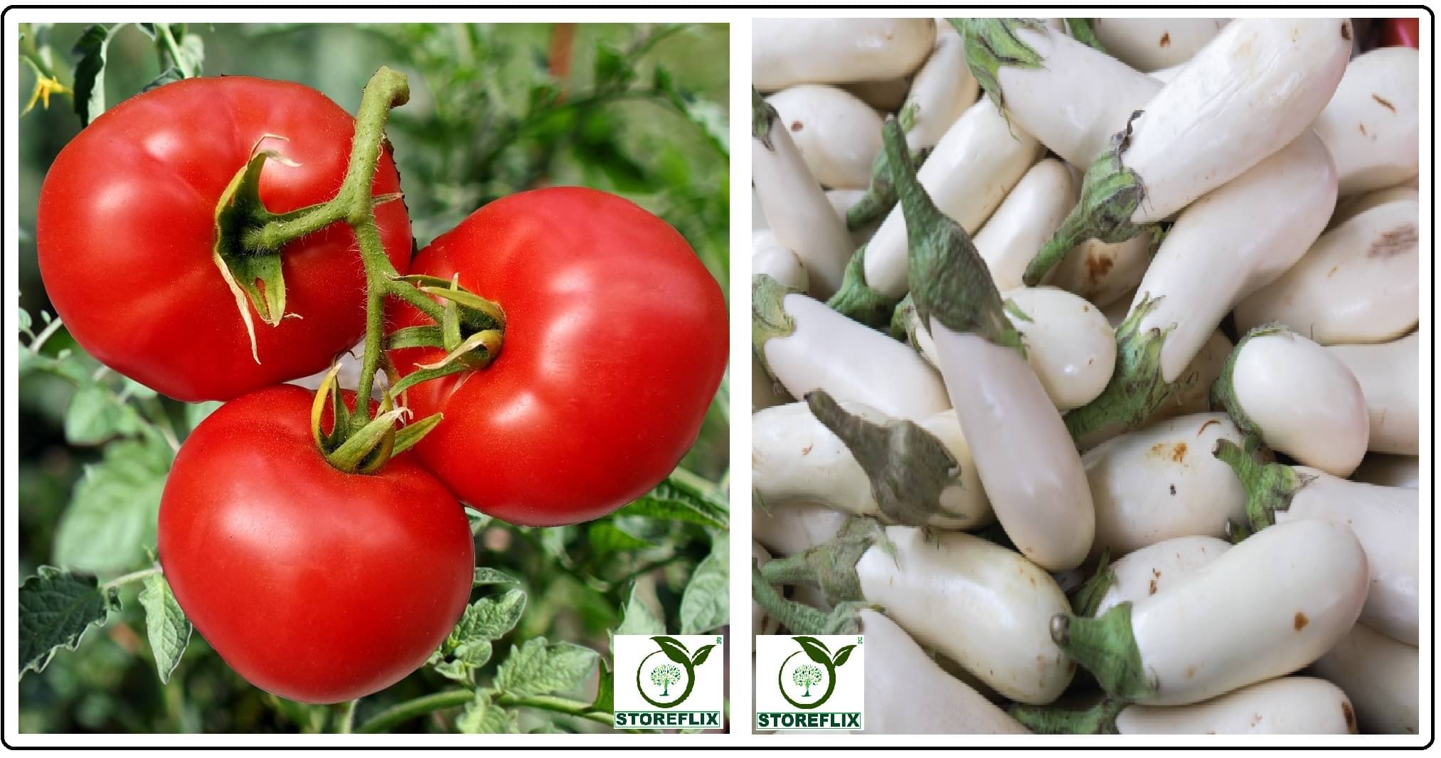     			tomato 100 seeds and brinjal white med long 100 seeds pack with user manual for home kitchen gradening use