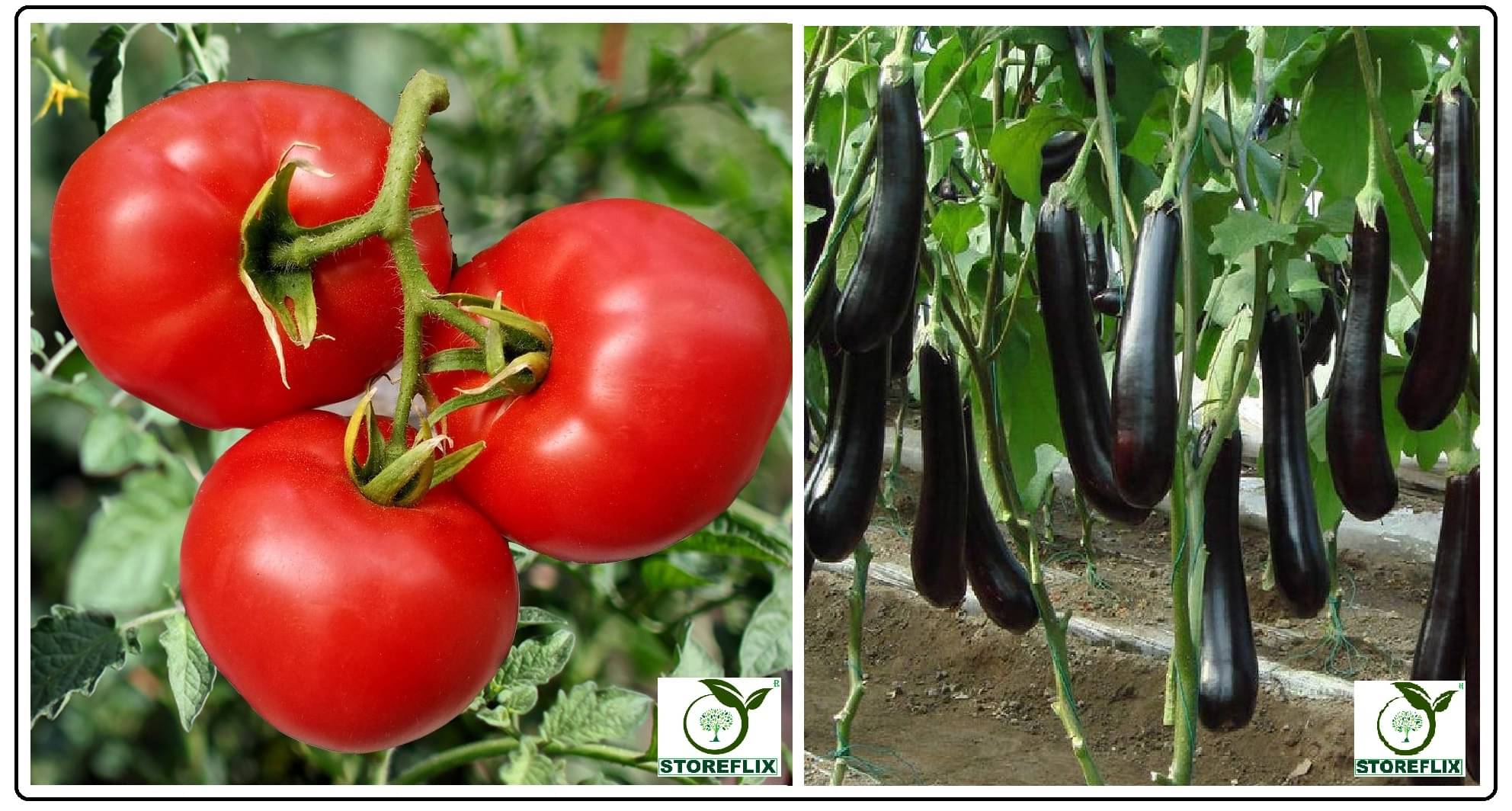 tomato 100 seeds and brinjal purple long 100 seeds pack with user manual for home kitchen gradening use tomato 100 seeds and brinjal purple long 100 seeds pack with user manual for home kitchen gradening use