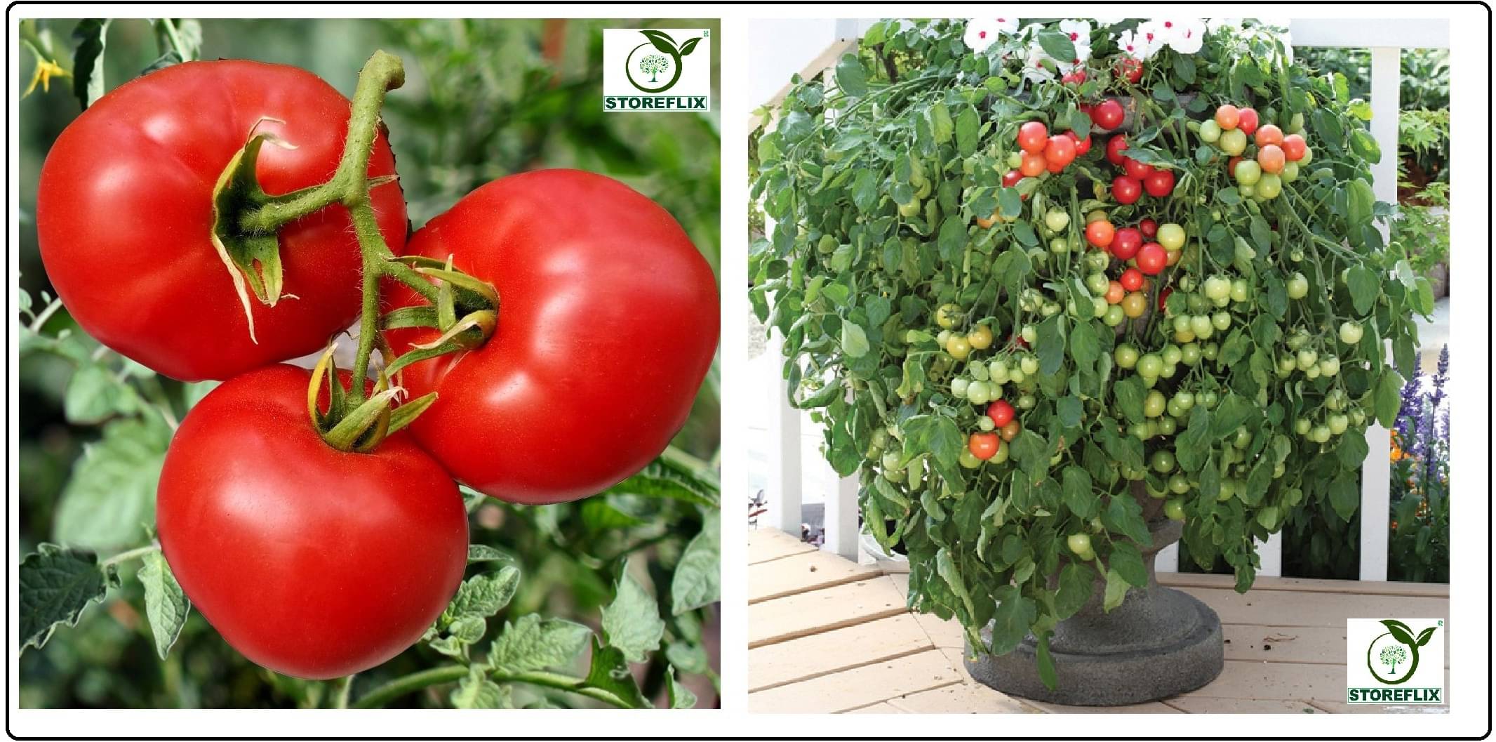     			tomato 100 seeds and cherry tomato 100 seeds pack with user manual for home kitchen gradening use