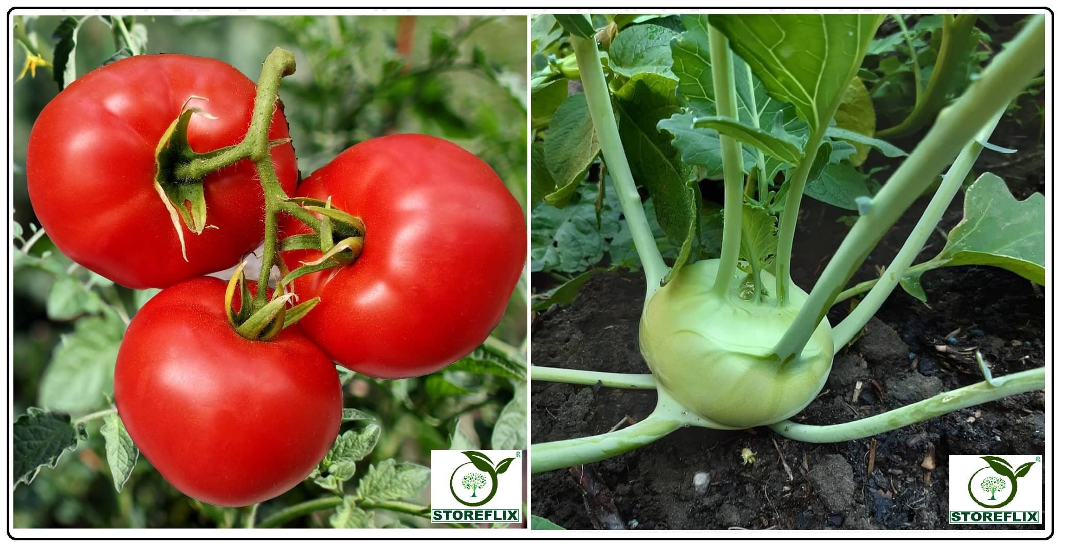 tomato 100 seeds and knol khol 50 seeds pack with user manual for home kitchen gradening use tomato 100 seeds and knol khol 50 seeds pack with user manual for home kitchen gradening use