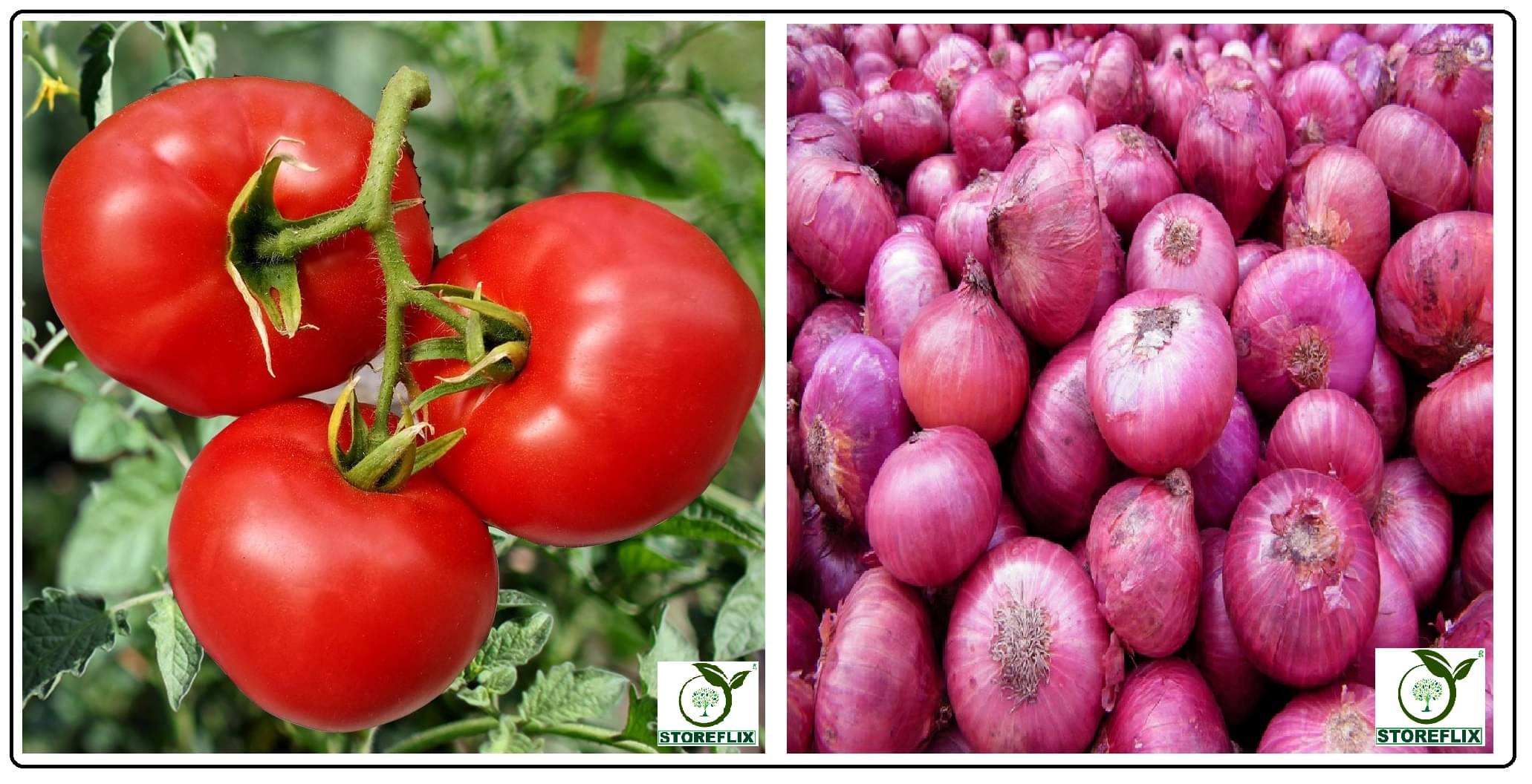     			tomato 100 seeds and onnion red 200 seeds pack with user manual for home kitchen gradening use
