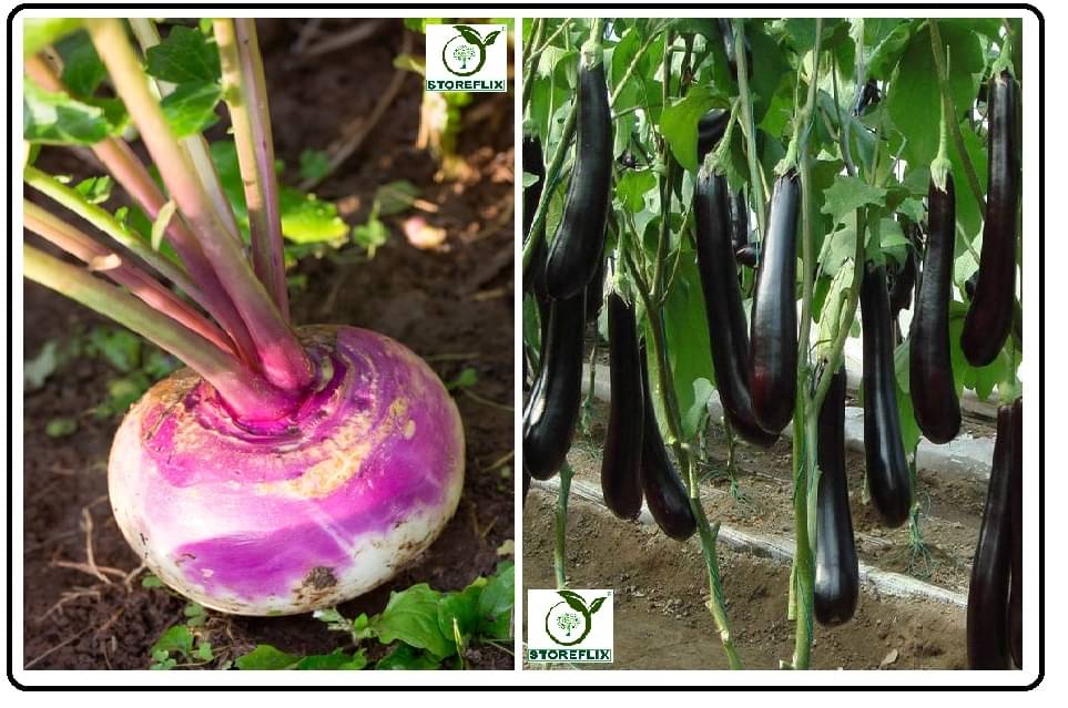 turnip 50 seeds and brinjal purple long 100 seeds pack with user manual for home kitchen gradening use turnip 50 seeds and brinjal purple long 100 seeds pack with user manual for home kitchen gradening use