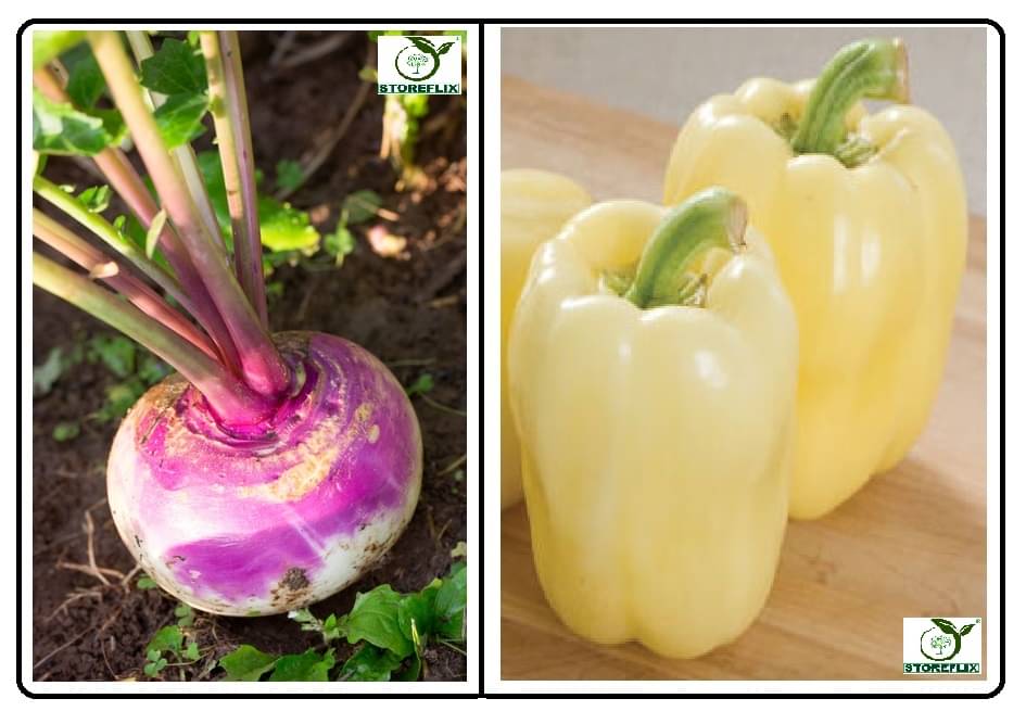 turnip 50 seeds and capsicum white 50 seeds pack with user manual for home kitchen gradening use turnip 50 seeds and capsicum white 50 seeds pack with user manual for home kitchen gradening use