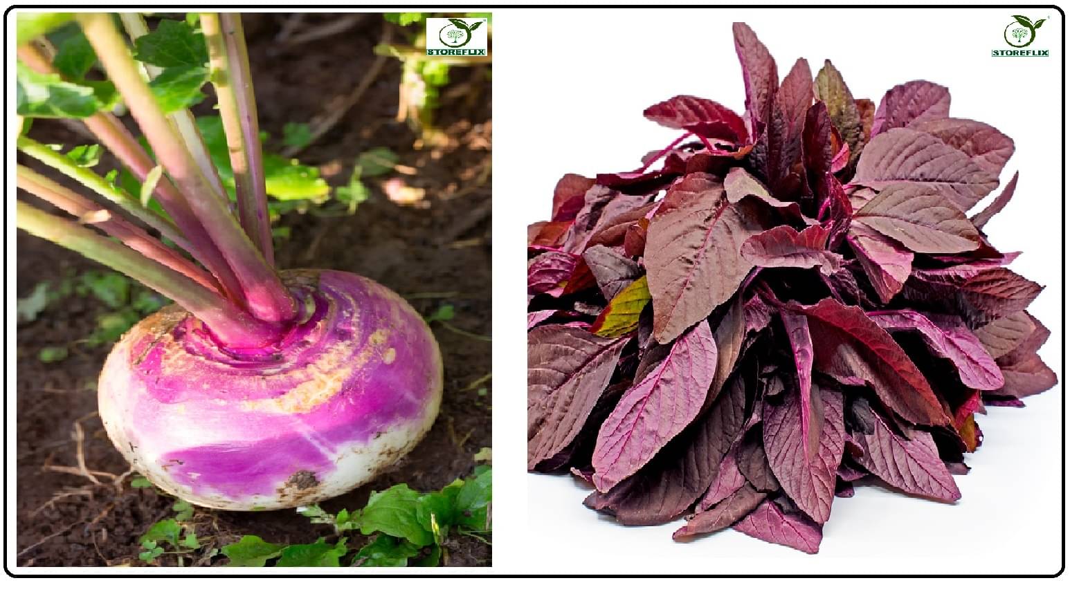     			turnip 50 seeds and green amaranthus (hari chaulai) 200 seeds pack with user manual for home kitchen gradening use
