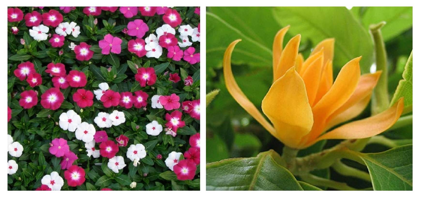 vinca flower 50 seeds and champa flower 20 seeds pack with free cocopeat and user manual vinca flower 50 seeds and champa flower 20 seeds pack with free cocopeat and user manual
