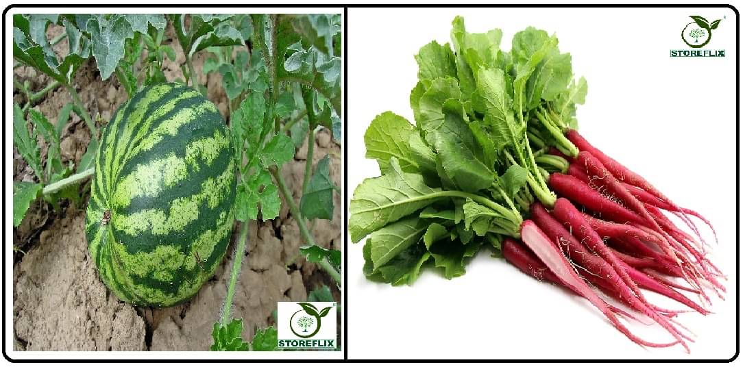 water melon 25 seeds and red radish (laal muli) 50 seeds pack with user manual for home kitchen gradening use water melon 25 seeds and red radish (laal muli) 50 seeds pack with user manual for home kitchen gradening use