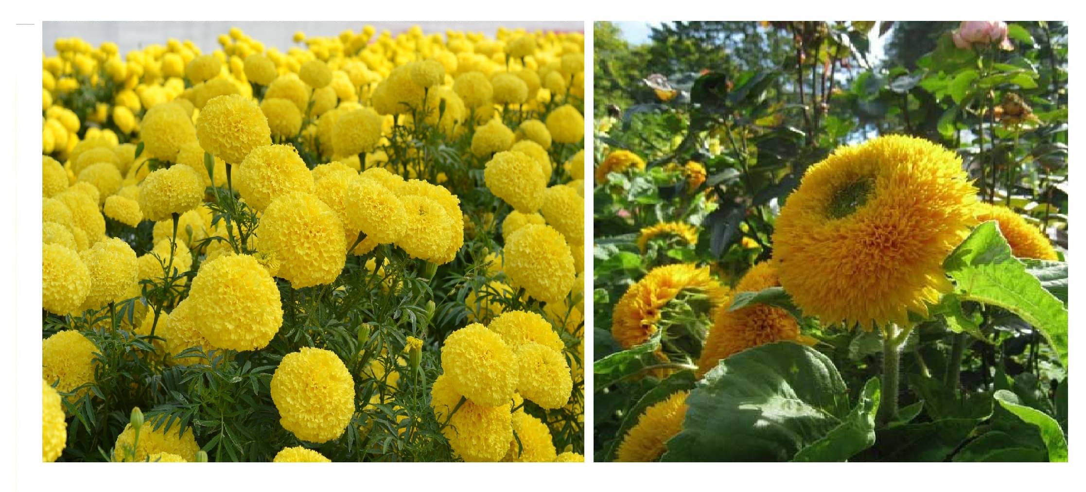     			yellow mrigold flower 50 seeds and sungold flower 15 seeds pack with free cocopeat and user manual