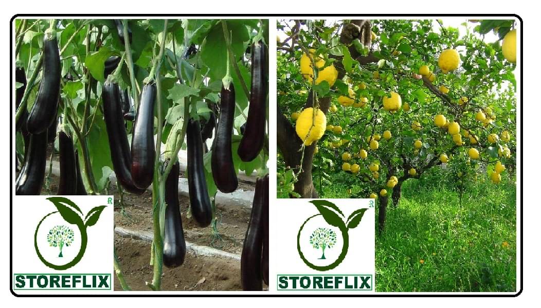     			brinjal purple long 100 seeds and lemon 20 seeds pack with user manual for home kitchen gardening use