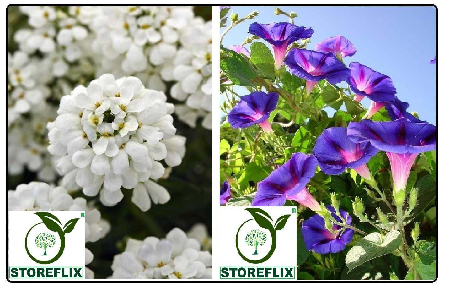     			candytuft flower 30 seeds and ipomoea flower 20  seeds pack with free cocopeat and user manual