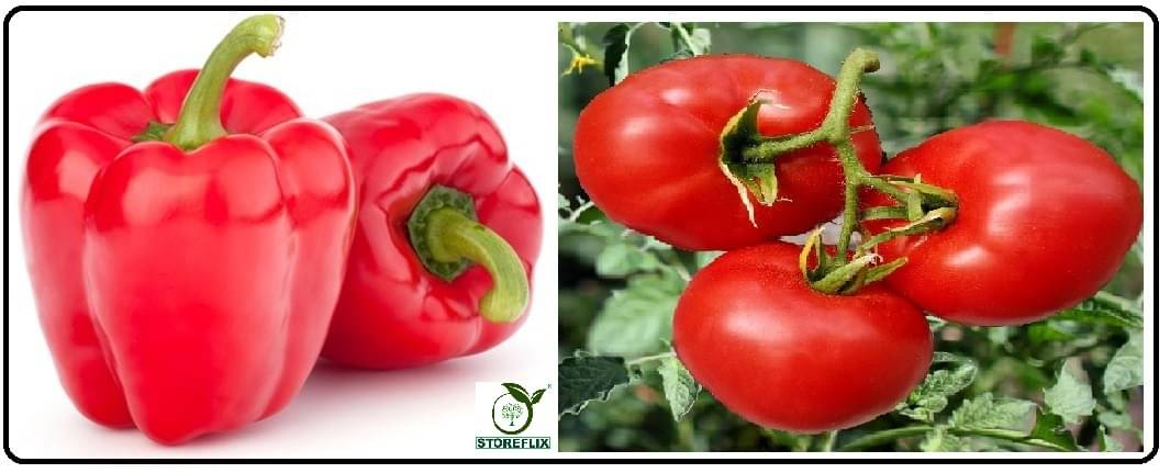     			capsicum red 50 seeds and tomato 100  seeds pack with user manual for home kitchen gradening use