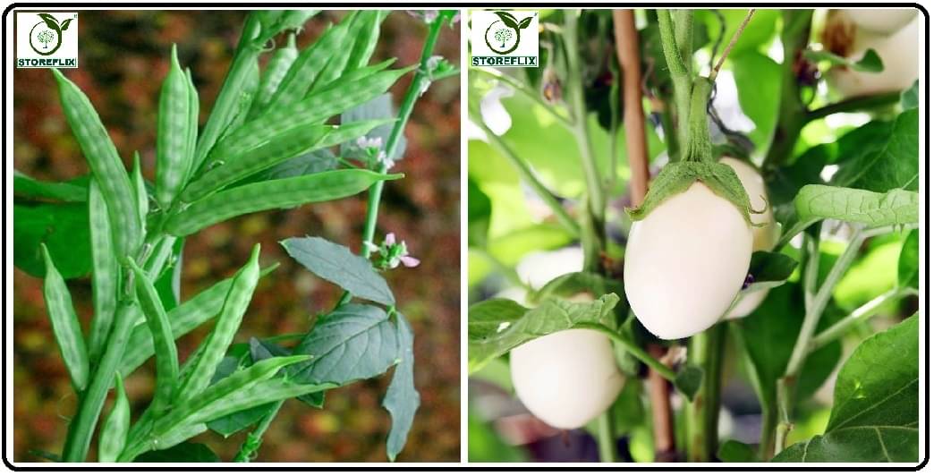 cluster bean 30 seeds and brinjal white round 100 seeds with user manual for home kitchen gradening use cluster bean 30 seeds and brinjal white round 100 seeds with user manual for home kitchen gradening use